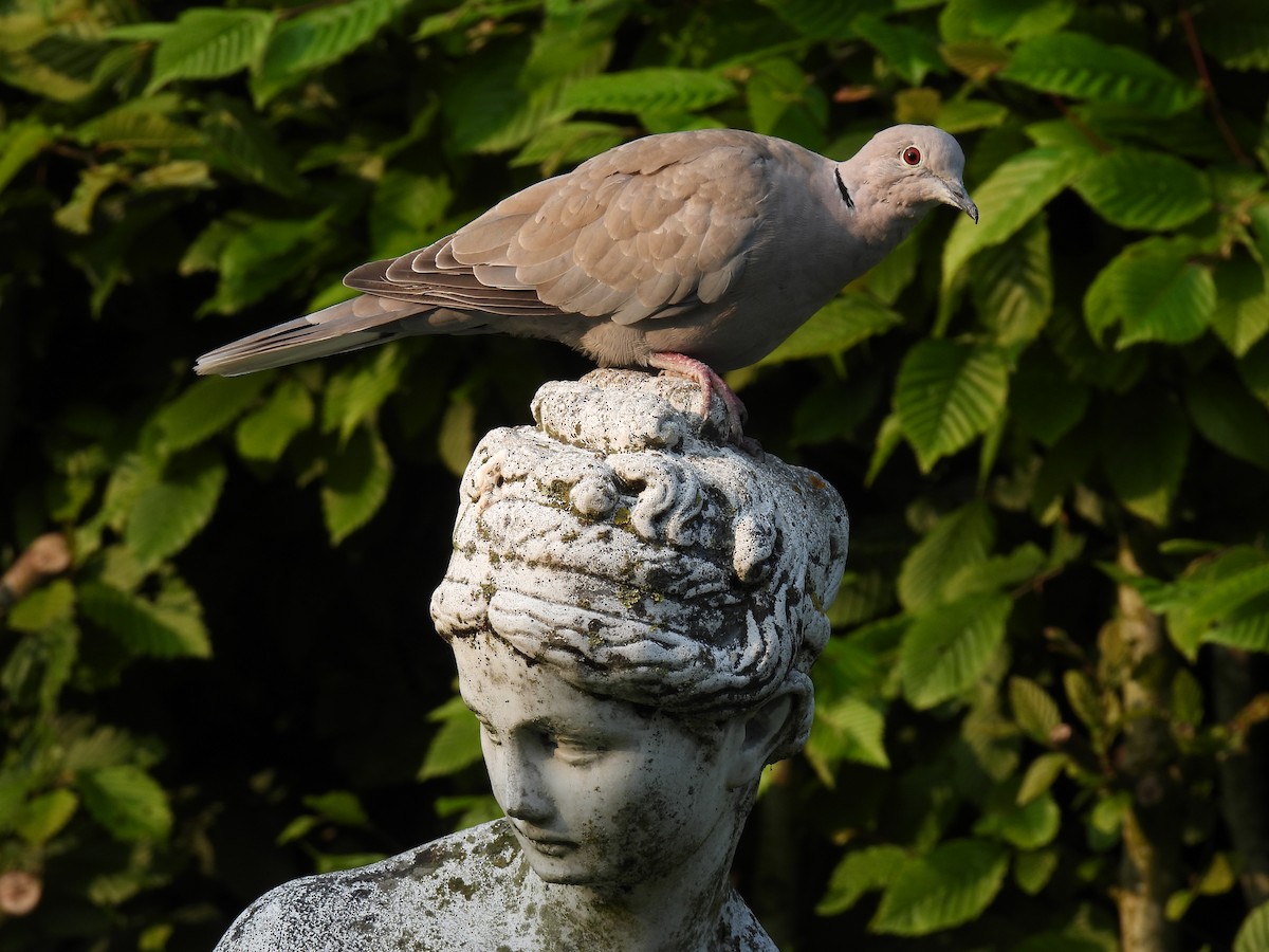 Eurasian Collared-Dove - Joren van Schie