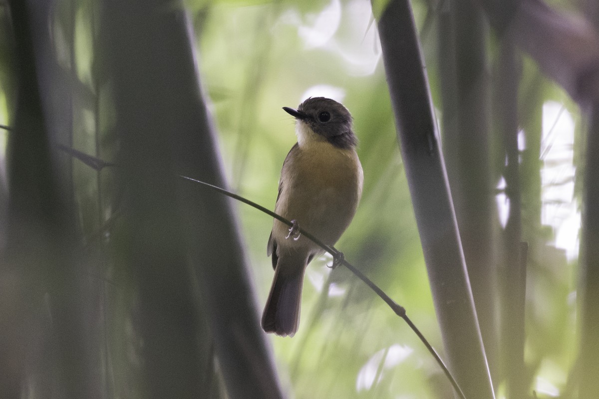 Pale-chinned Flycatcher - ML363081011