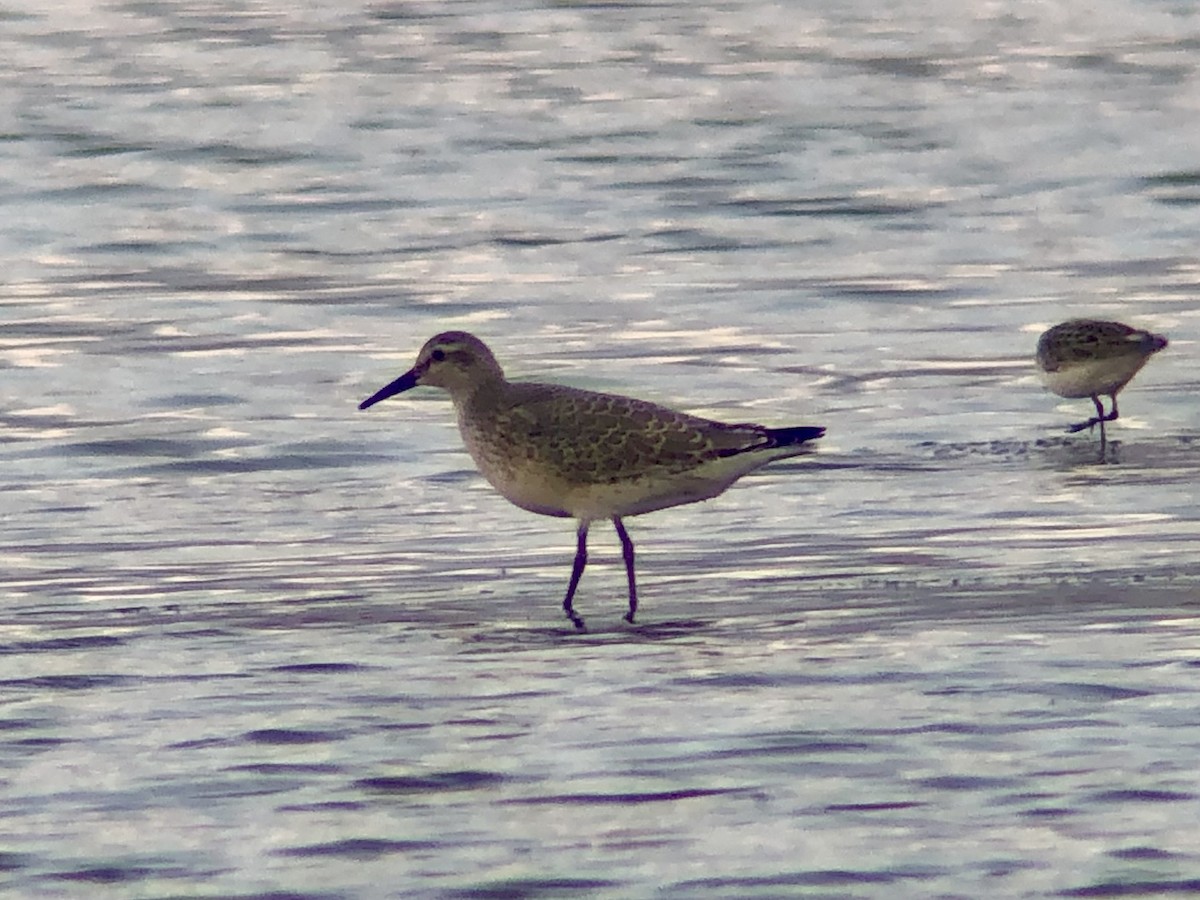 Red Knot - ML363082011