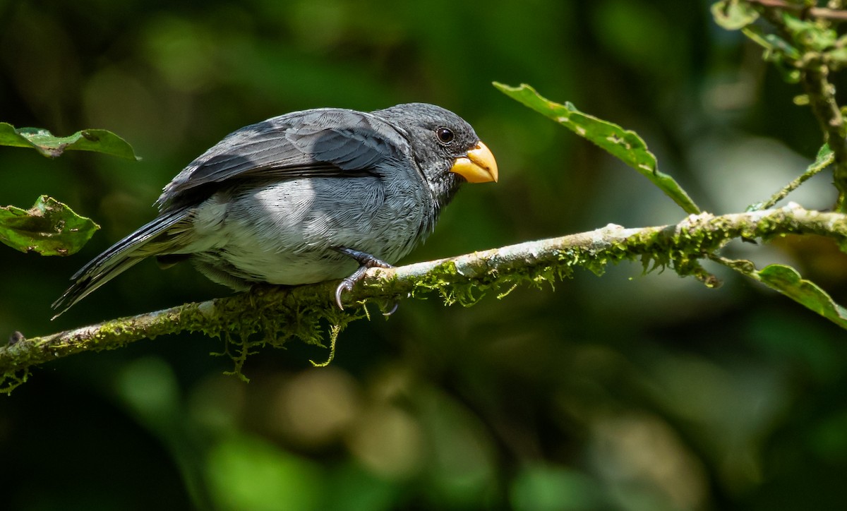 Gray Seedeater - ML363084171