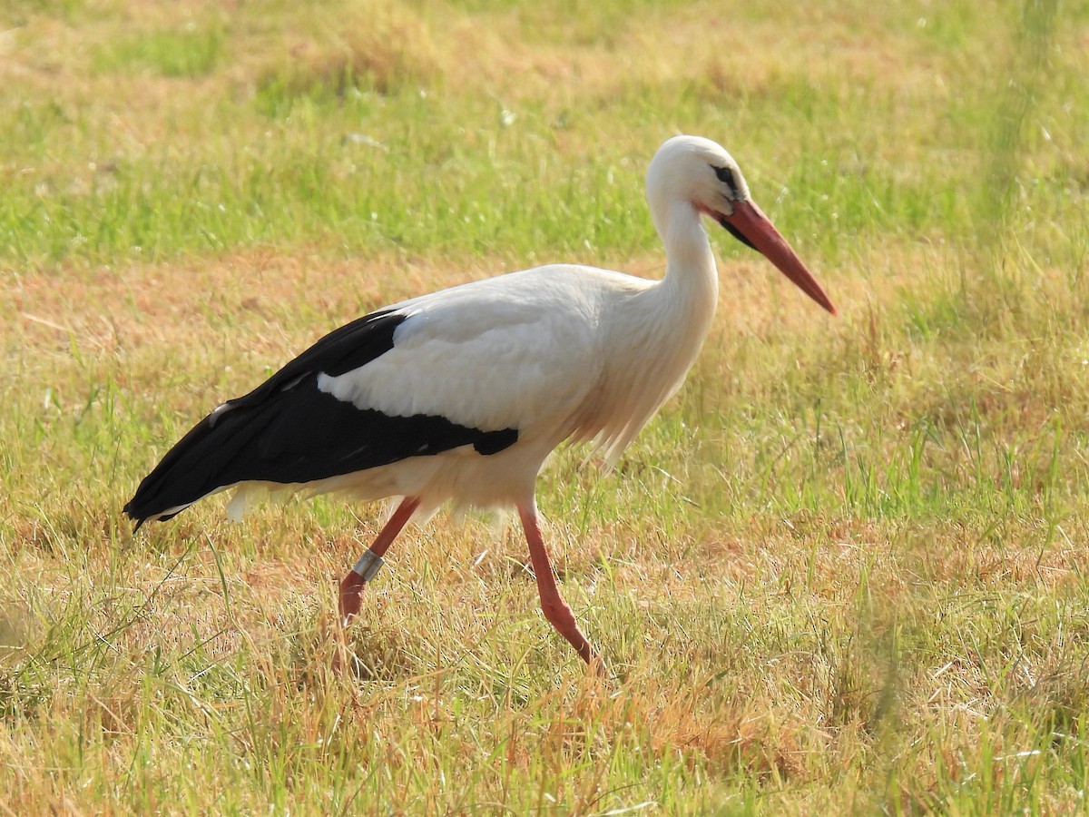 White Stork - ML363084831
