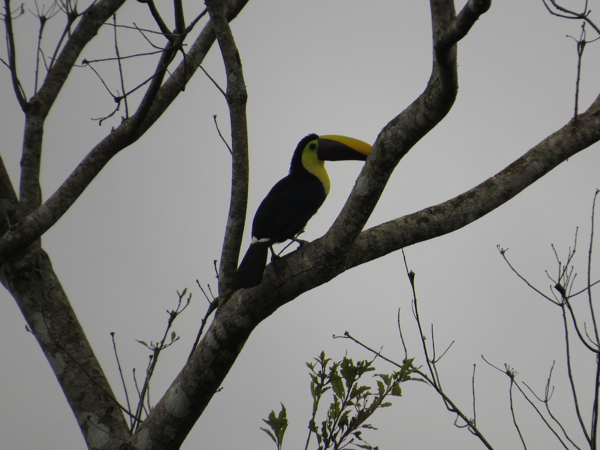 Yellow-throated Toucan (Chestnut-mandibled) - ML36308581