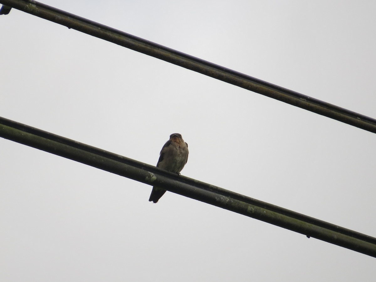 Southern Rough-winged Swallow - ML36308851