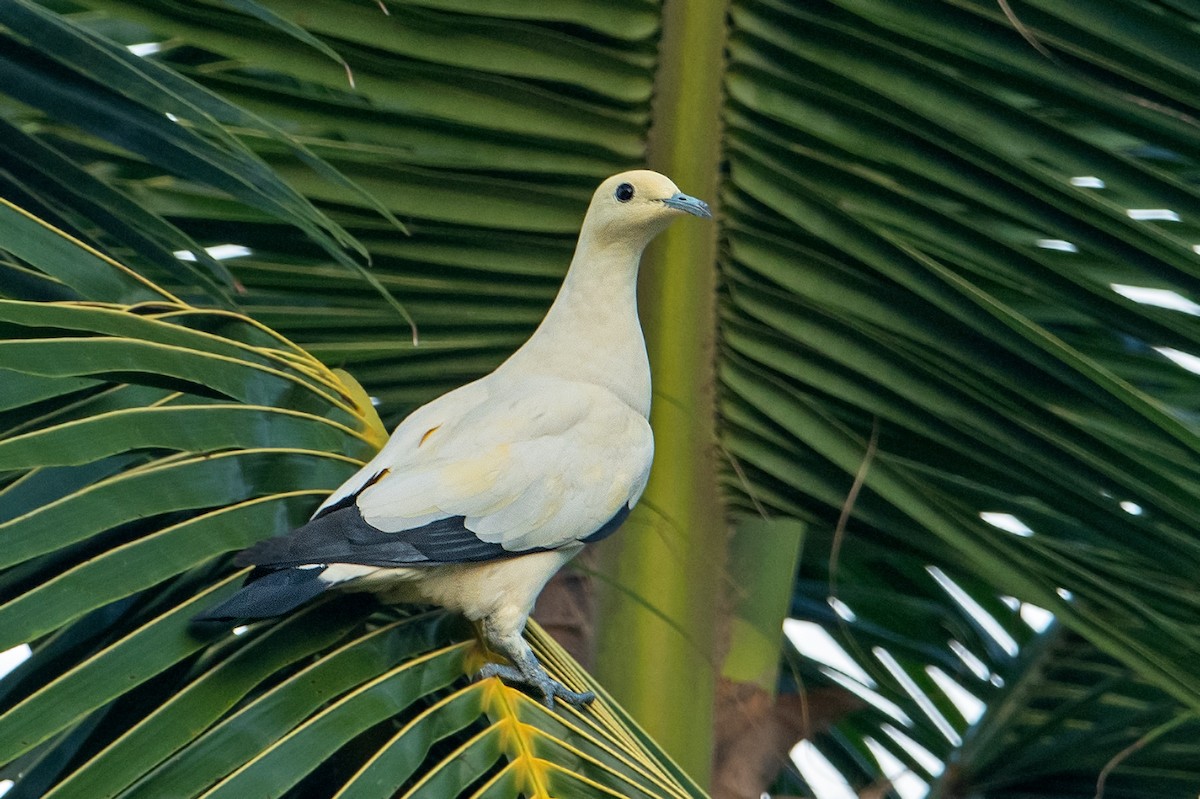 Pied Imperial-Pigeon - ML363089971