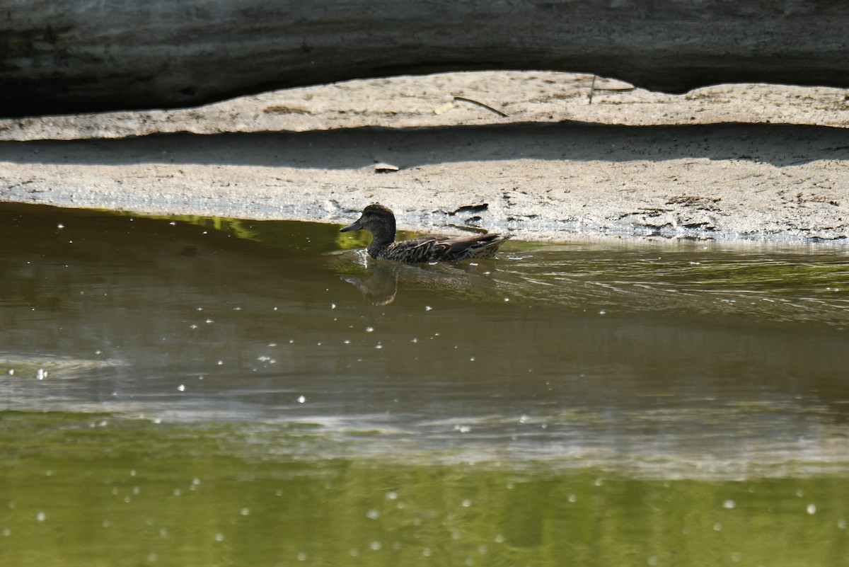 Green-winged Teal - ML363092521