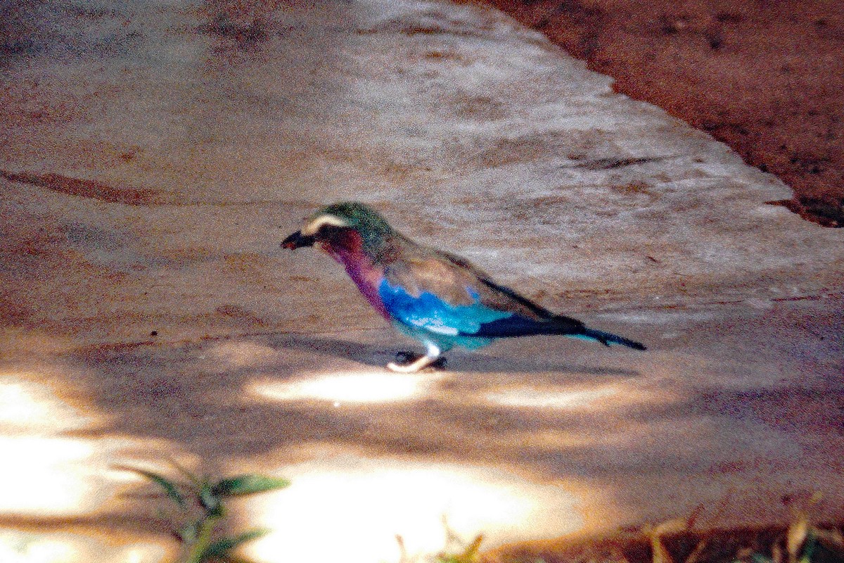 Lilac-breasted Roller - ML363095361