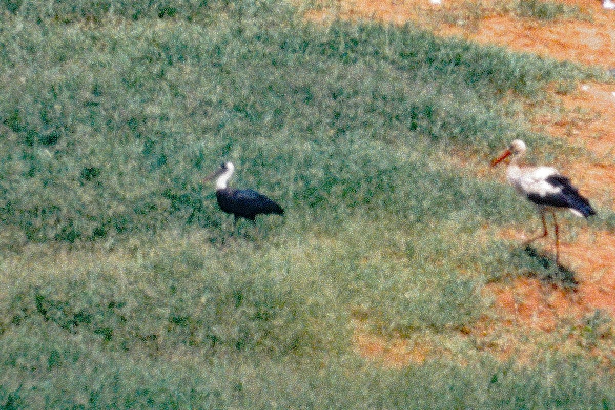 African Woolly-necked Stork - ML363095541