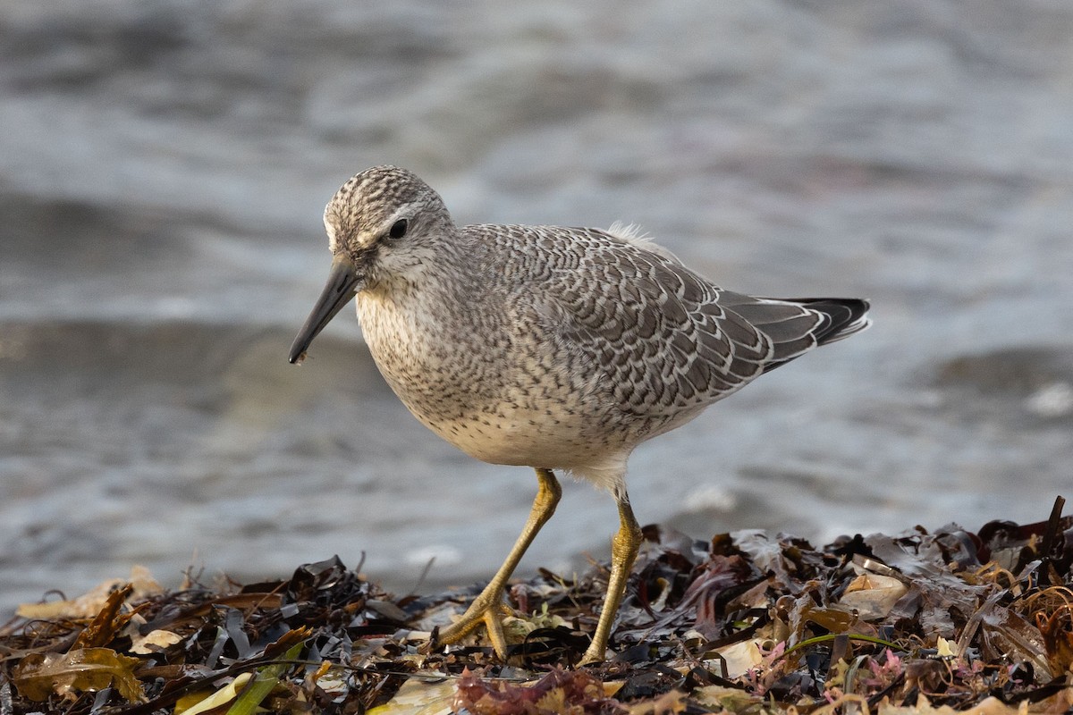 Red Knot - ML363098681