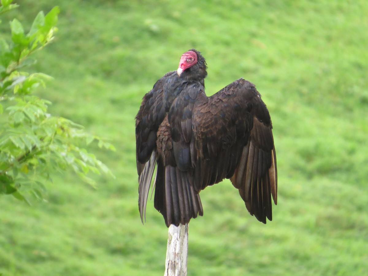 Turkey Vulture - ML36309971