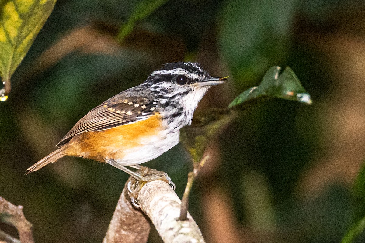 Guianan Warbling-Antbird - ML363101481