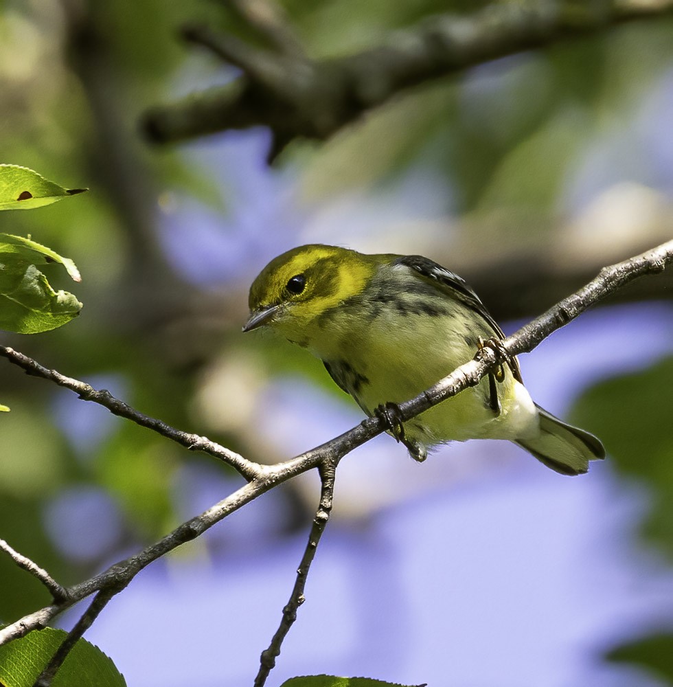 Black-throated Green Warbler - Bill Davison
