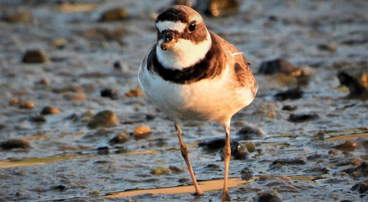 Semipalmated Plover - ML363108951