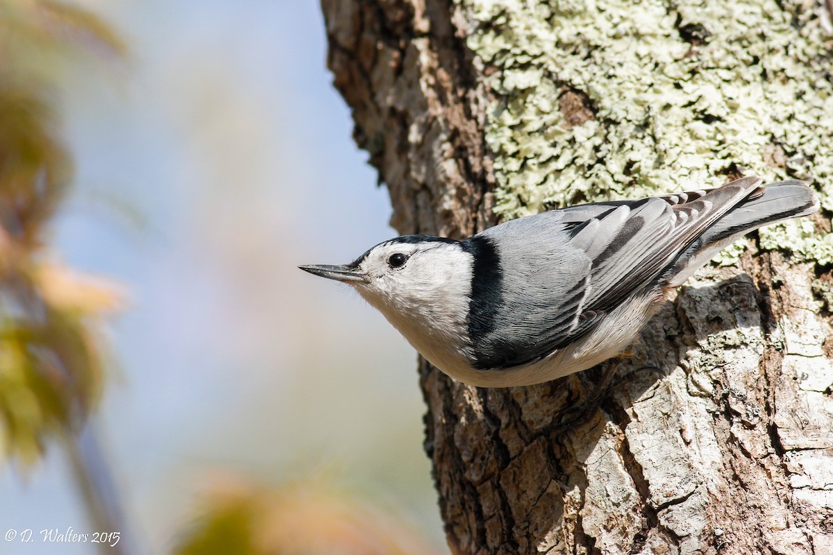White-breasted Nuthatch - Davey Walters