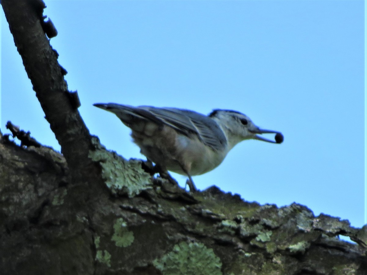 White-breasted Nuthatch - Pat Sterbling