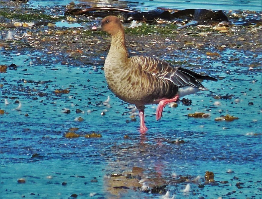 Pink-footed Goose - Marco Beaulieu