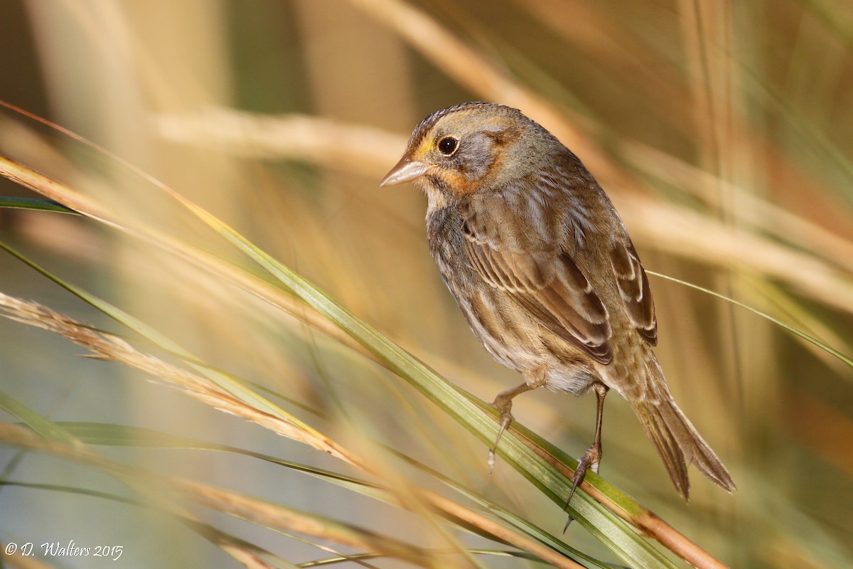 Nelson's Sparrow (Atlantic Coast) - Davey Walters