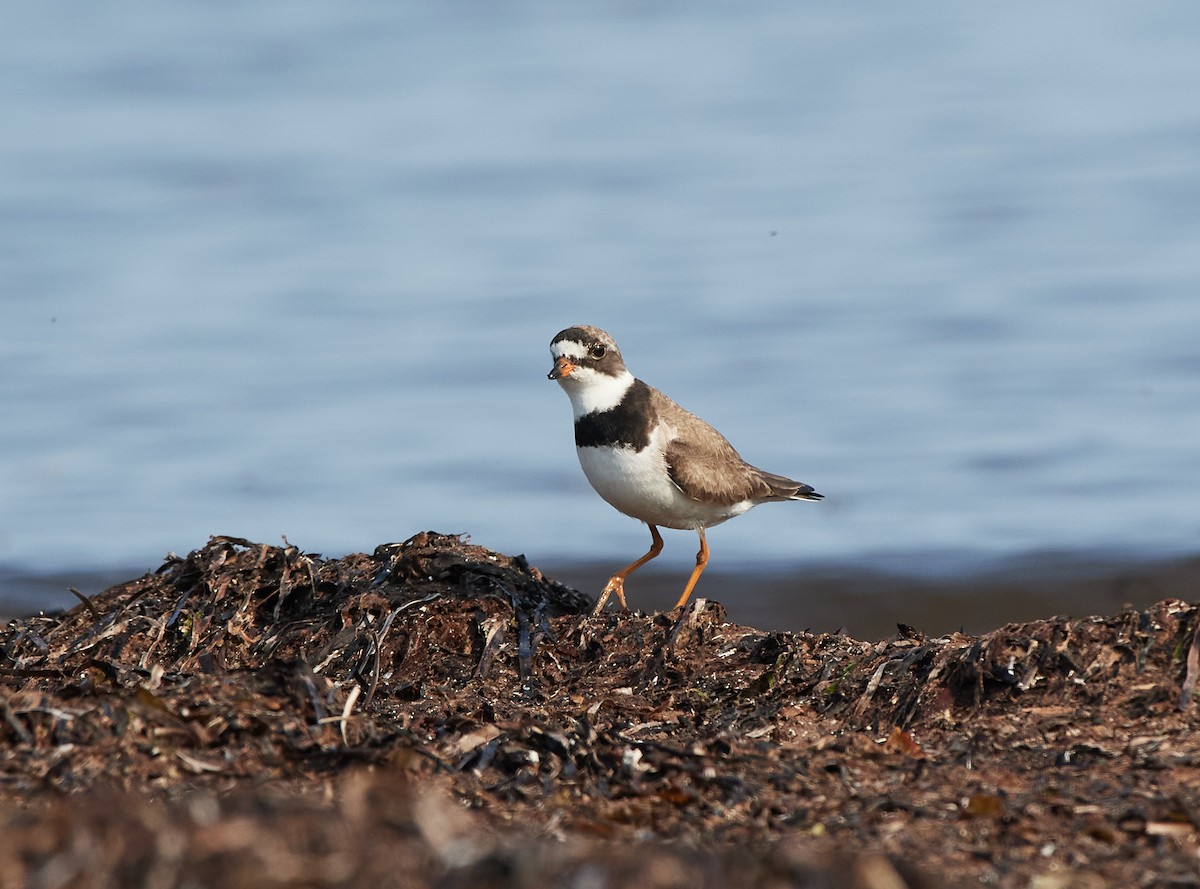 Semipalmated Plover - ML363124501