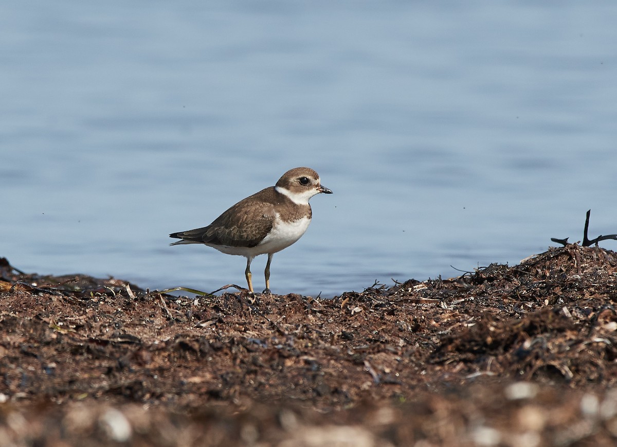 Semipalmated Plover - Peggy Scanlan