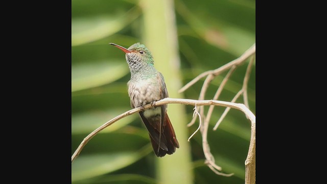 Rufous-tailed Hummingbird - ML363128311