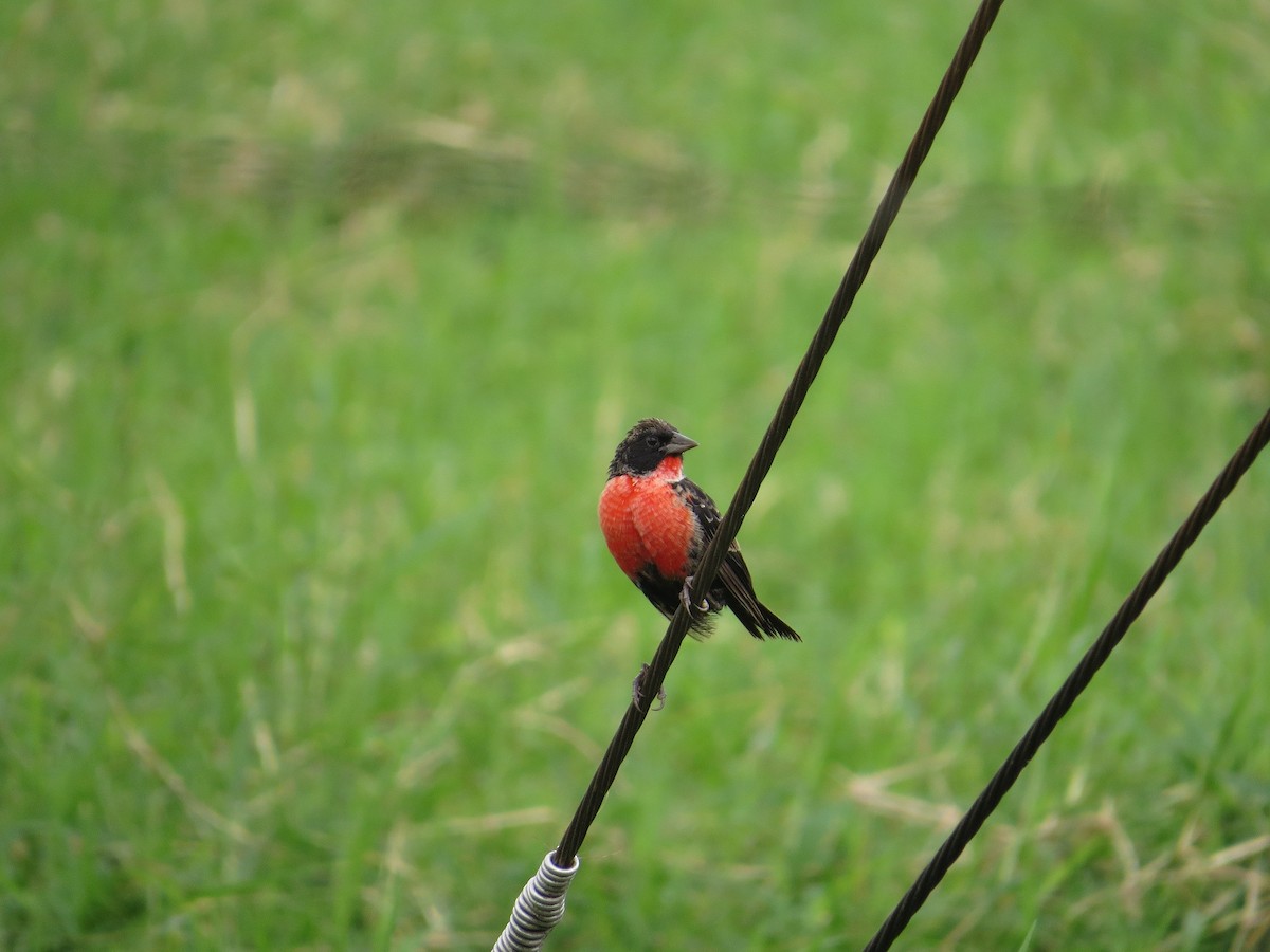 Red-breasted Meadowlark - ML36313451