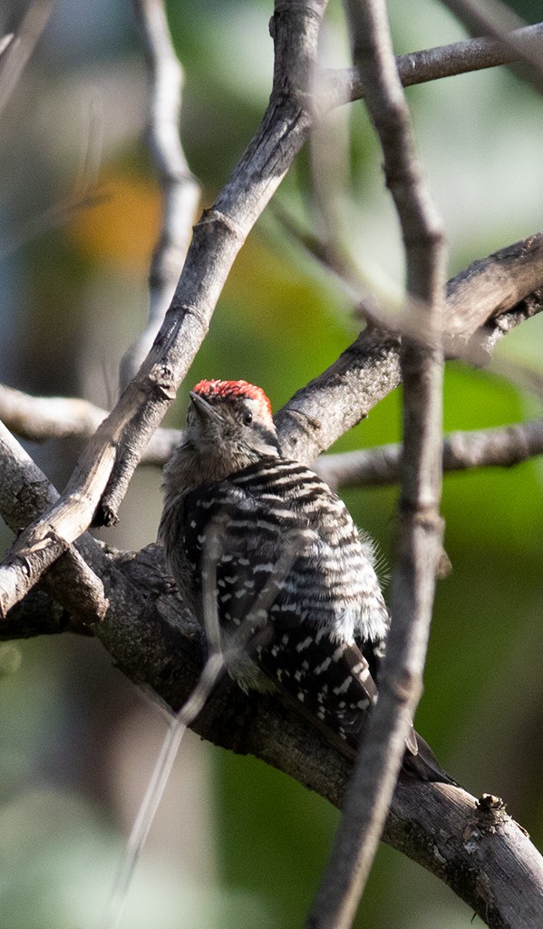 Ladder-backed Woodpecker - manuel grosselet