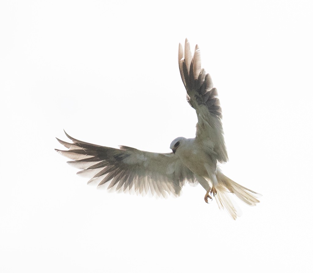 White-tailed Kite - manuel grosselet