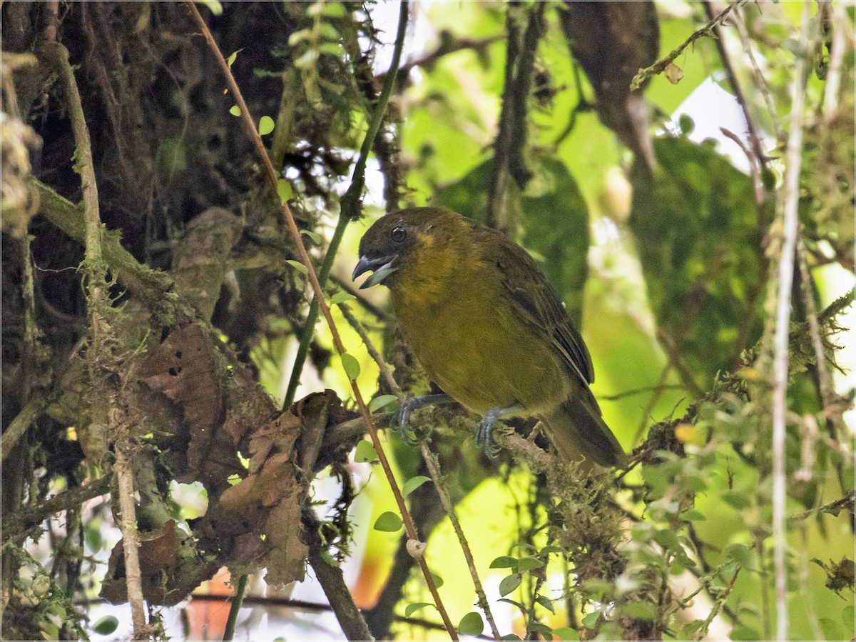 Yellow-green Tanager - ML363139251