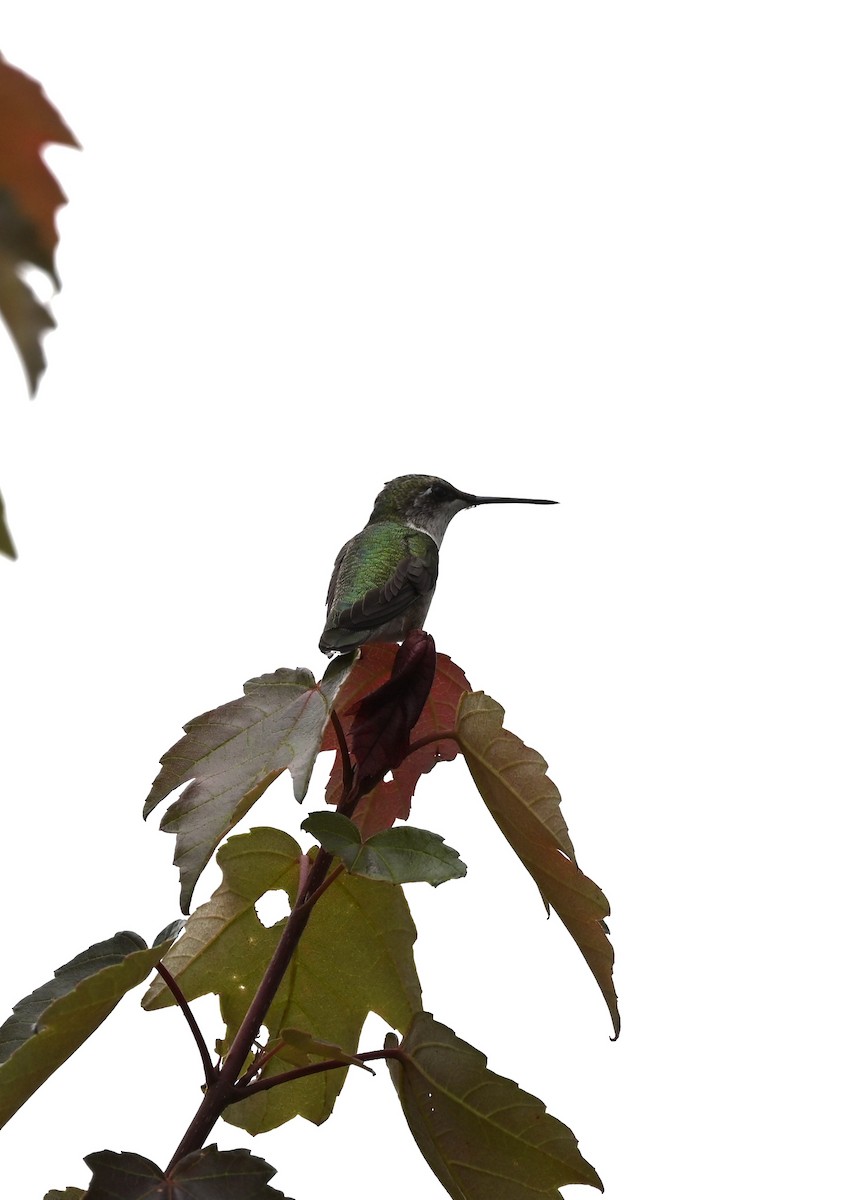 Ruby-throated Hummingbird - ML363139451