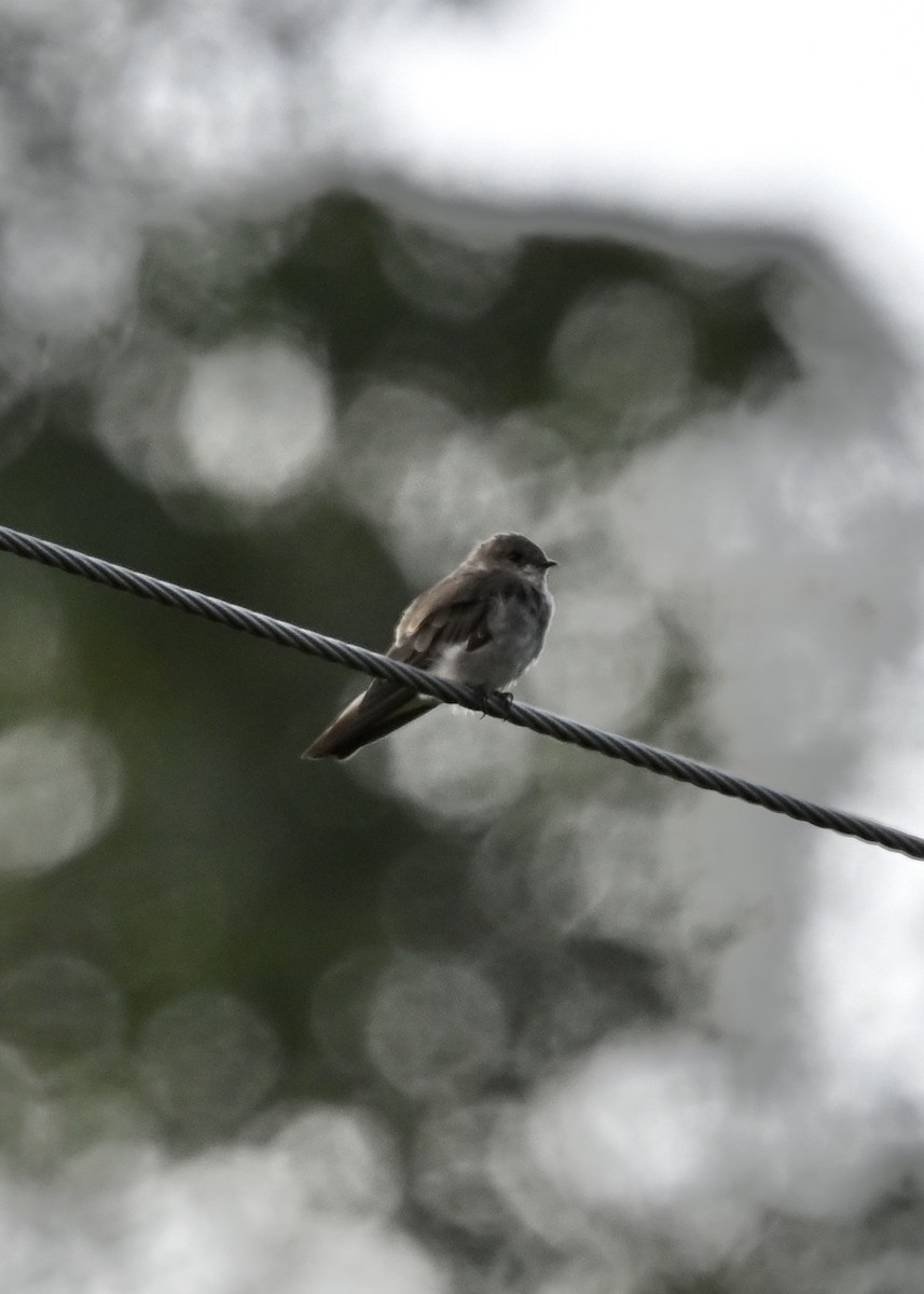 Northern Rough-winged Swallow - ML363139741