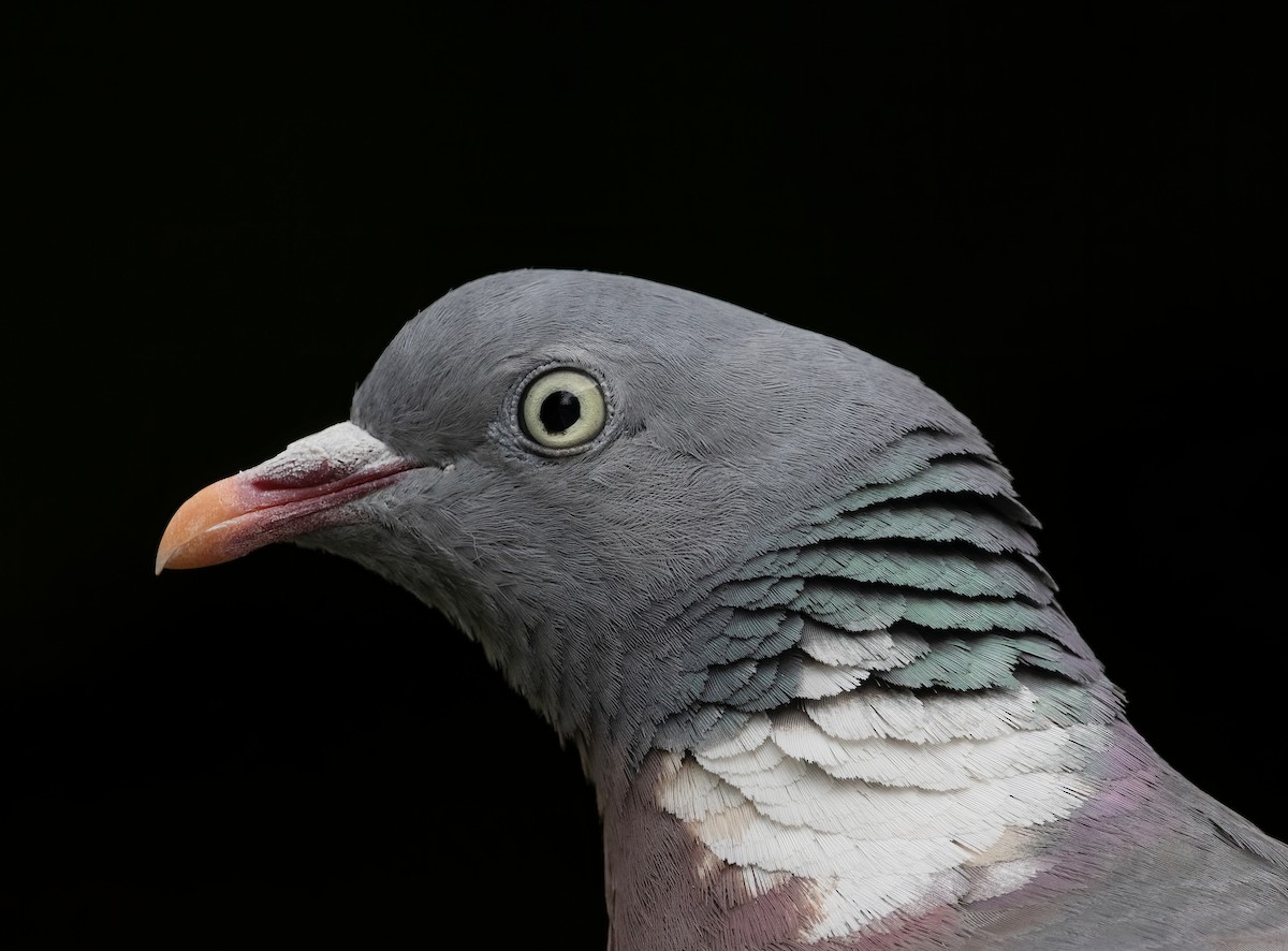 Common Wood-Pigeon - ML363140071