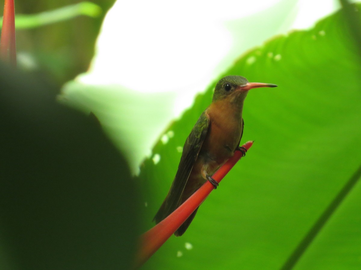 kolibřík ryšavý - ML36314241