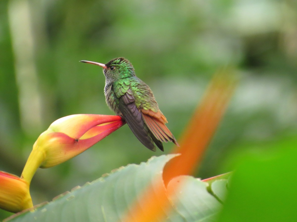 Rufous-tailed Hummingbird - Róger Rodríguez Bravo