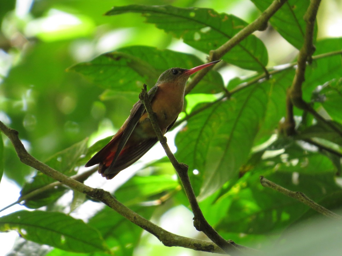 kolibřík ryšavý - ML36314281