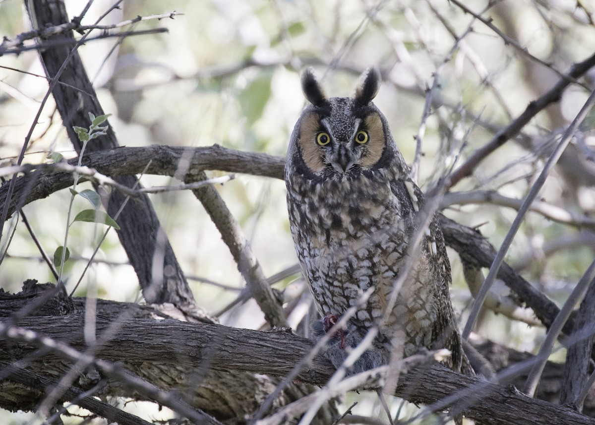 Long-eared Owl - April Eisele