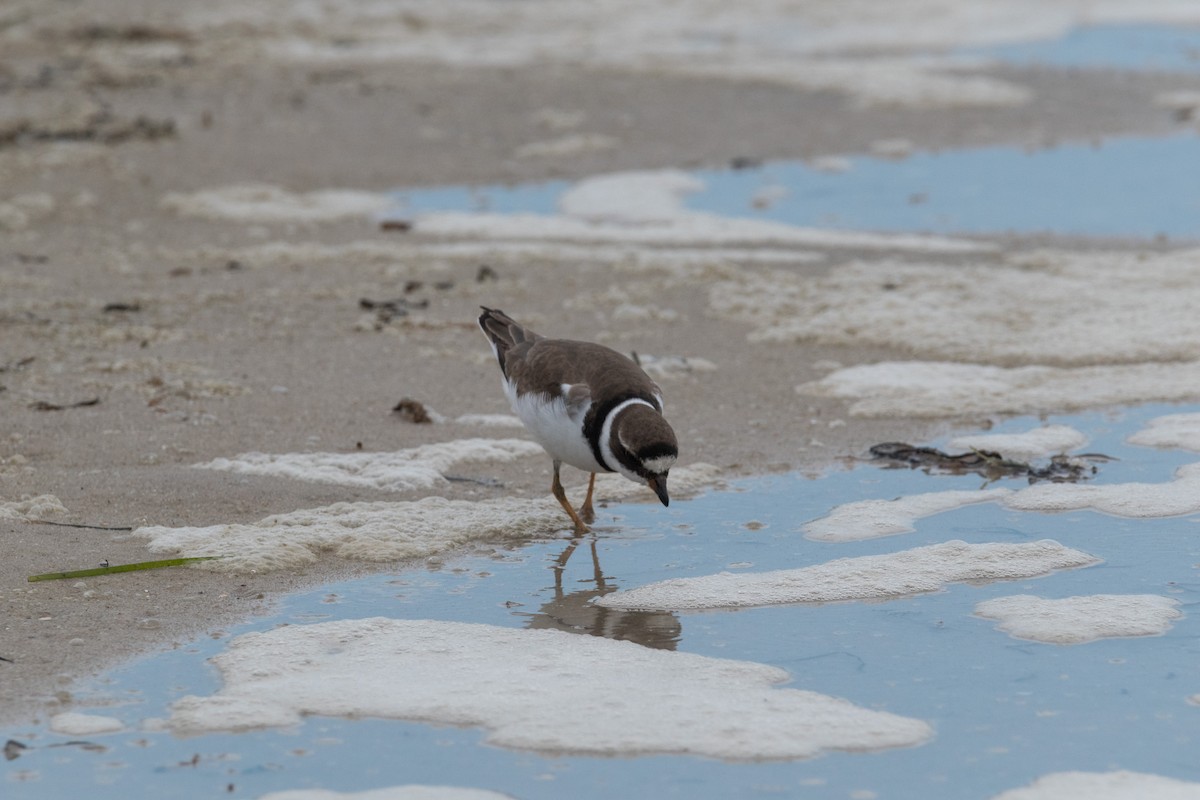 Semipalmated Plover - ML363148731