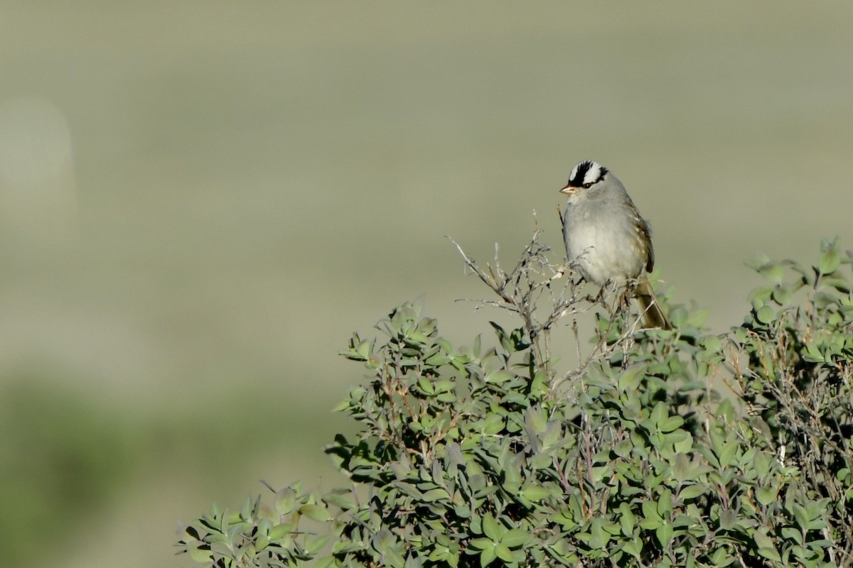 White-crowned Sparrow (oriantha) - ML363148931