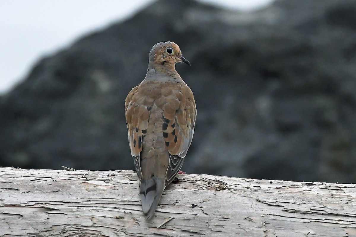 Mourning Dove - MJ OnWhidbey