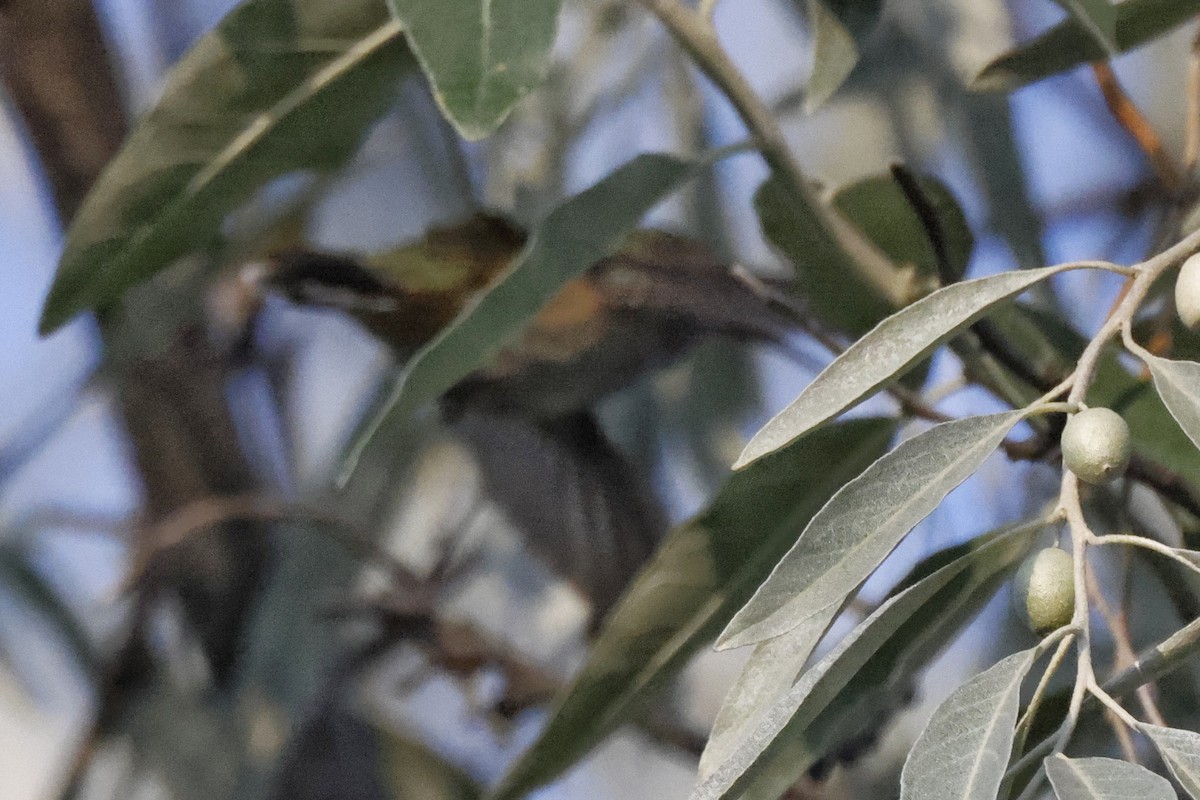 Calliope Hummingbird - ML363154081