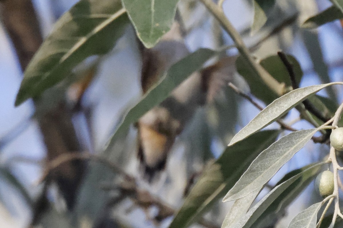 Calliope Hummingbird - ML363154101