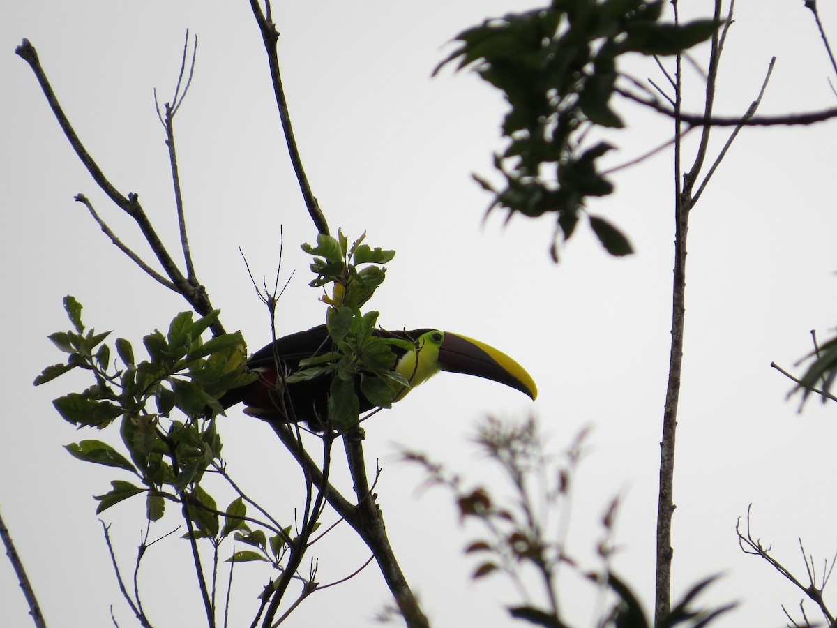 Yellow-throated Toucan (Chestnut-mandibled) - ML36315611