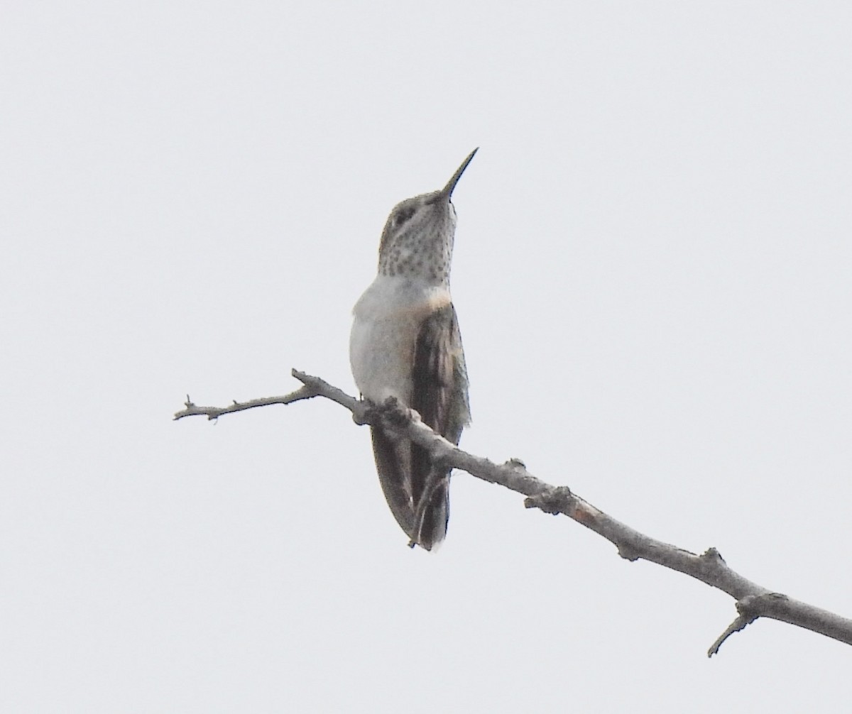 Calliope Hummingbird - ML363158271