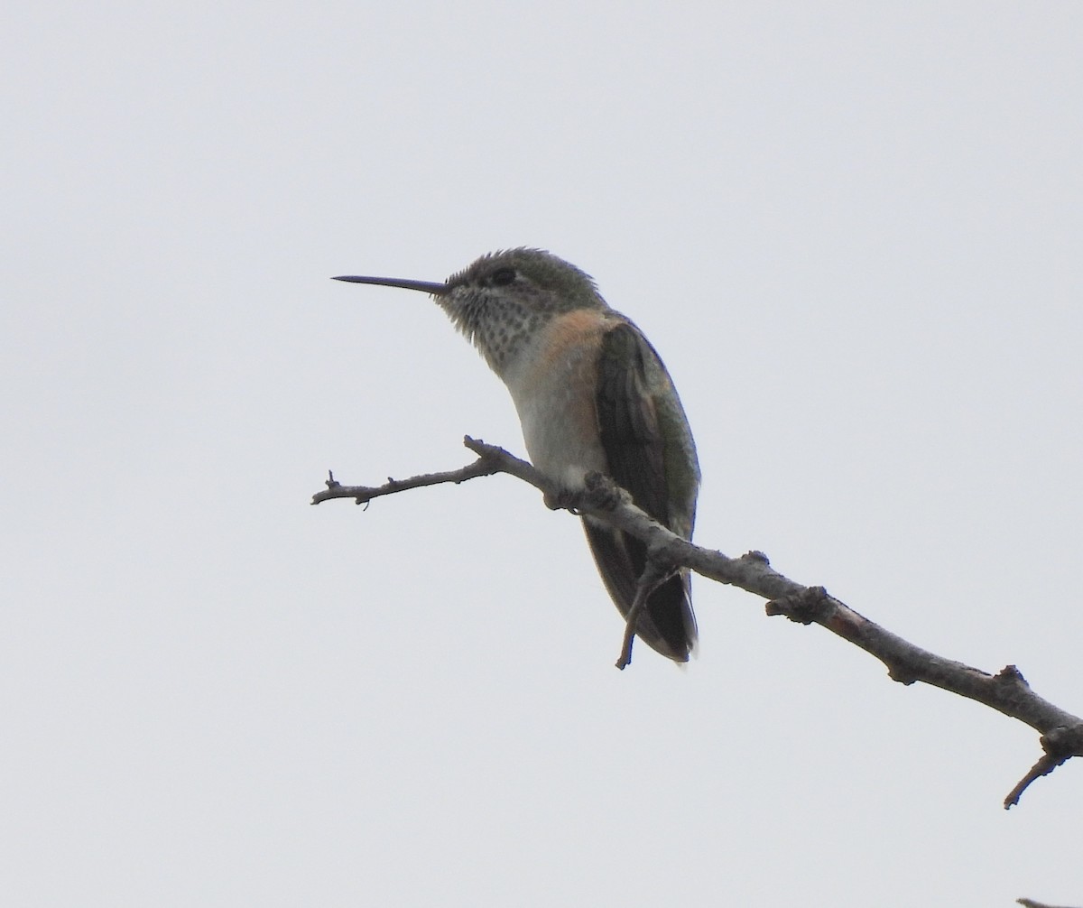 Calliope Hummingbird - ML363158291