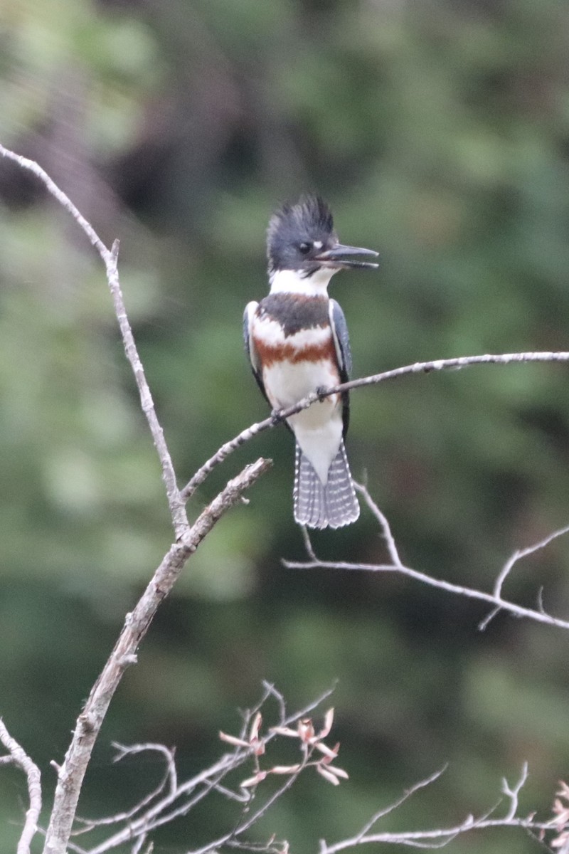 Belted Kingfisher - ML363161951
