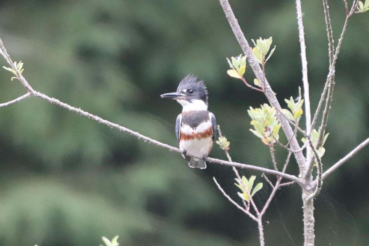Belted Kingfisher - ML363161971