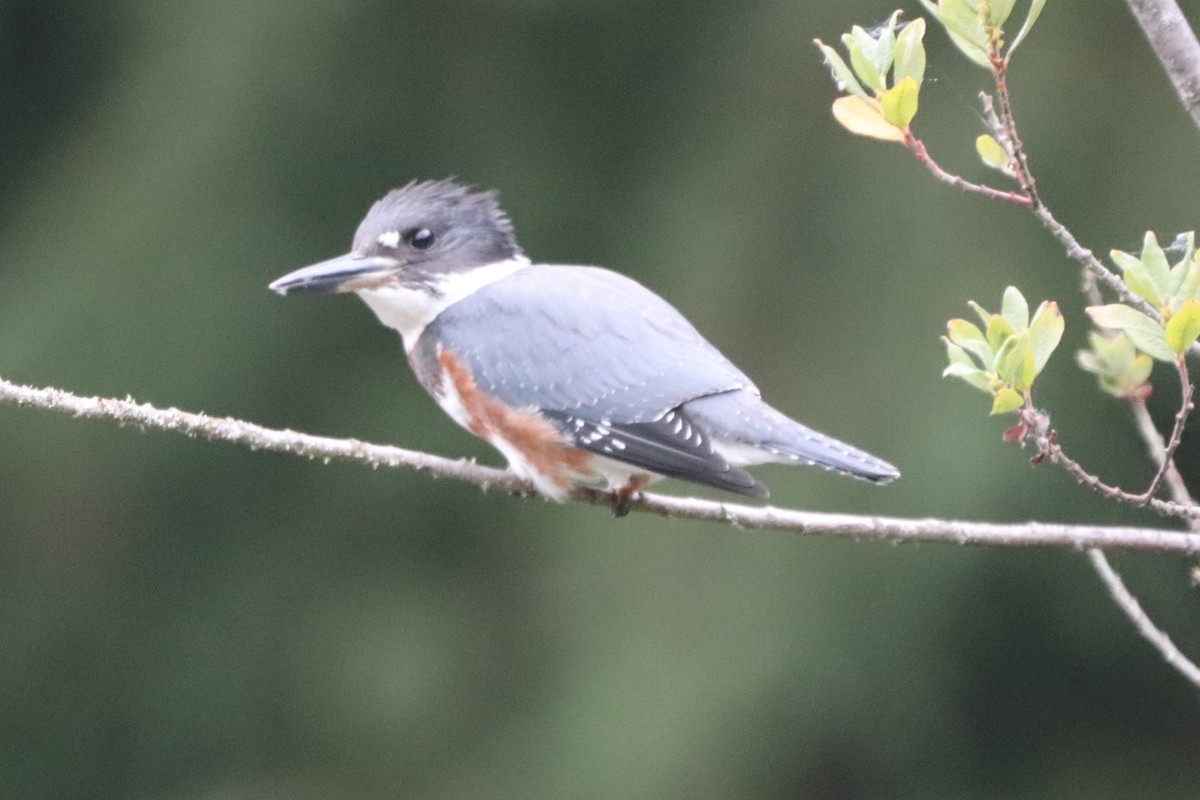 Belted Kingfisher - ML363161981