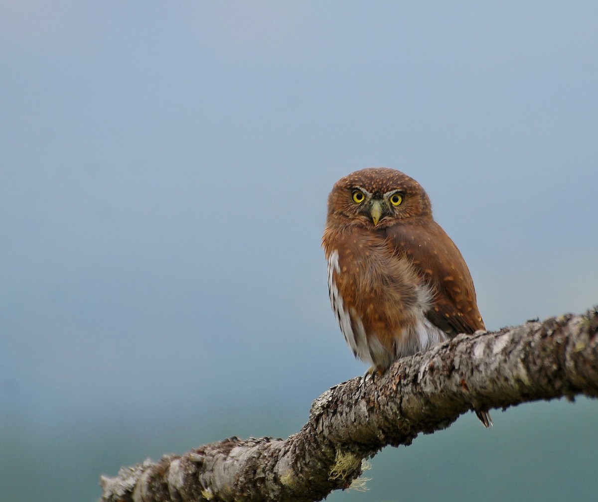 Northern Pygmy-Owl - ML36316741