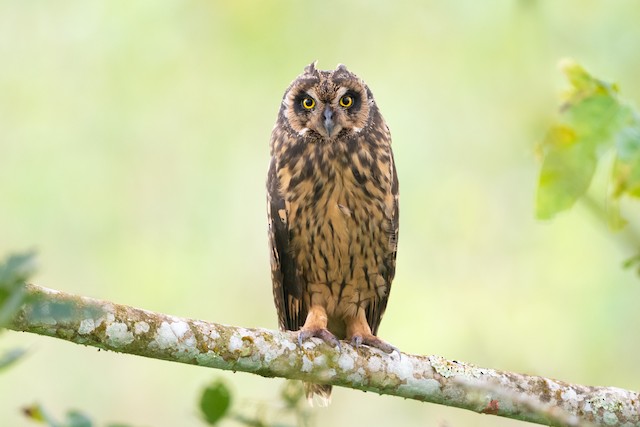 Short-eared Owl