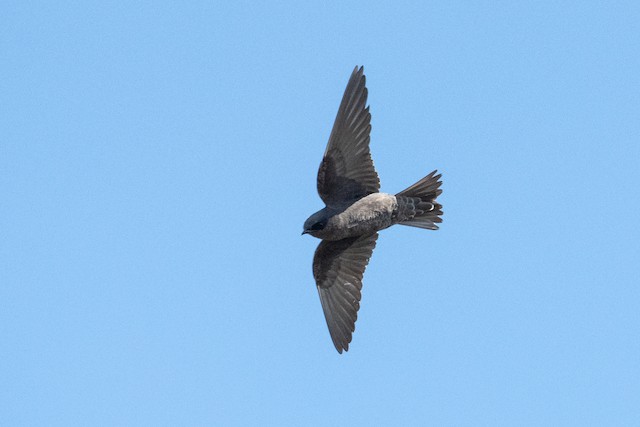 Galapagos Martin