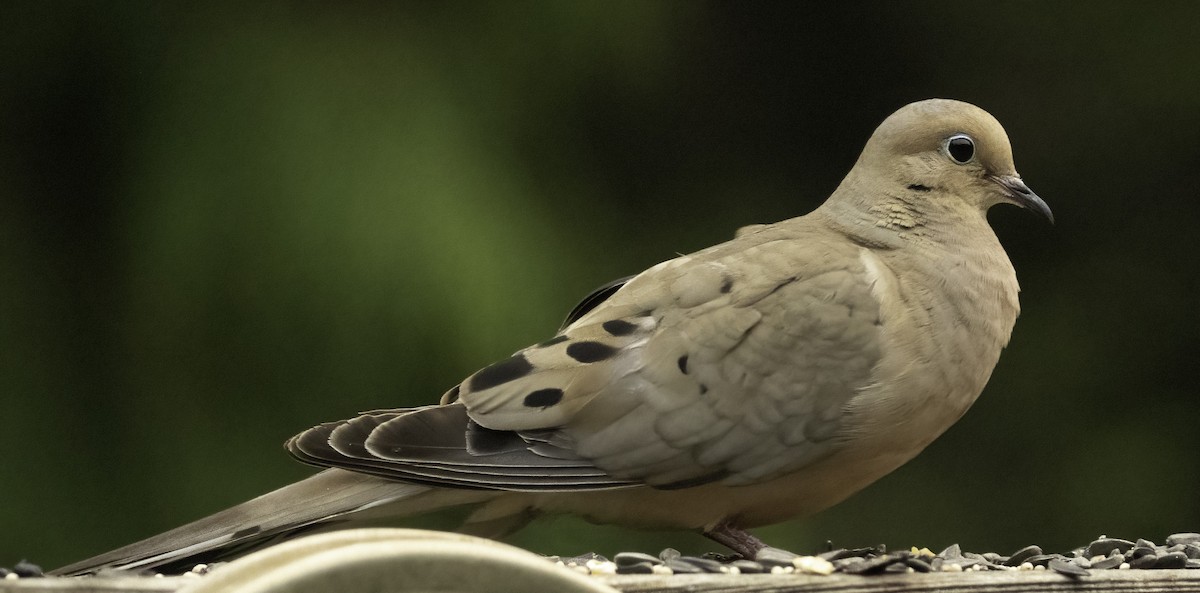 Mourning Dove - Jeff Todoroff