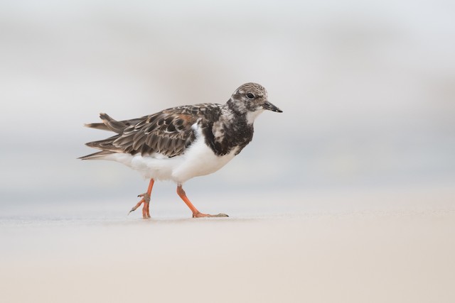 Ruddy Turnstone